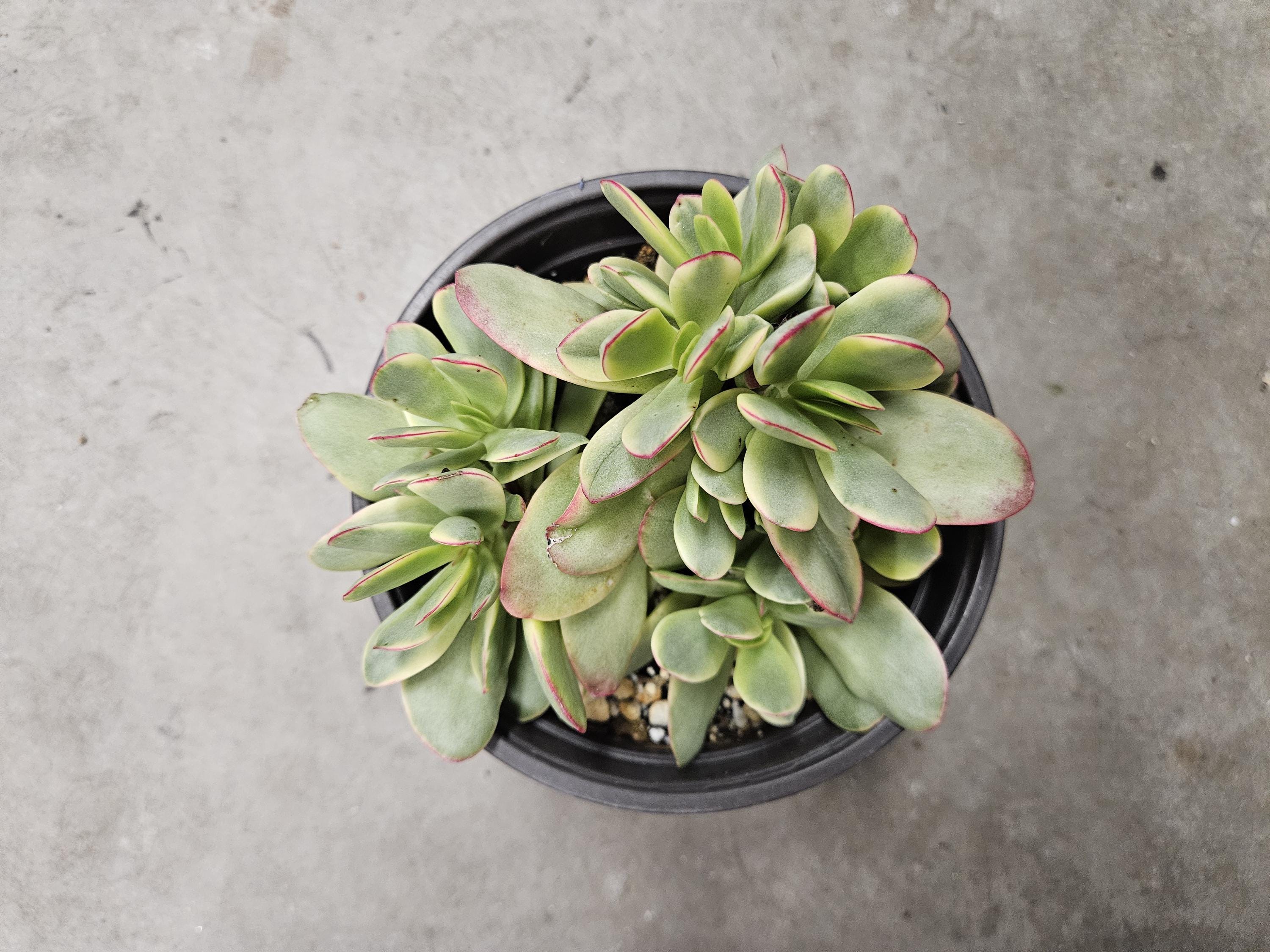 6" Crassula Swaziensis Variegated - Money Maker