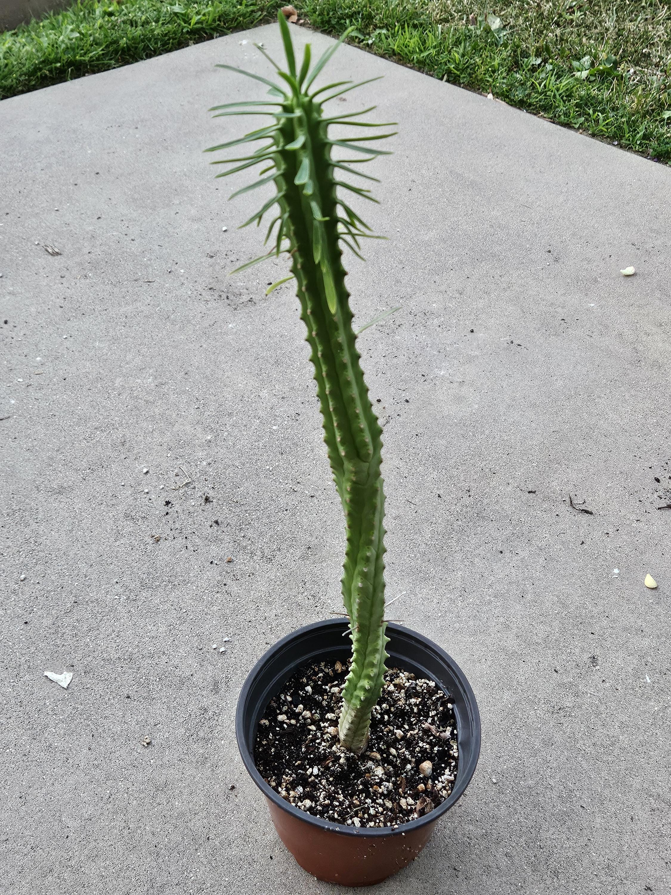 6" African Palm Tree - Euphorbia Loricata ~1.5 ft tall