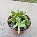 6" Golden Sedum - Sedum Adolfi