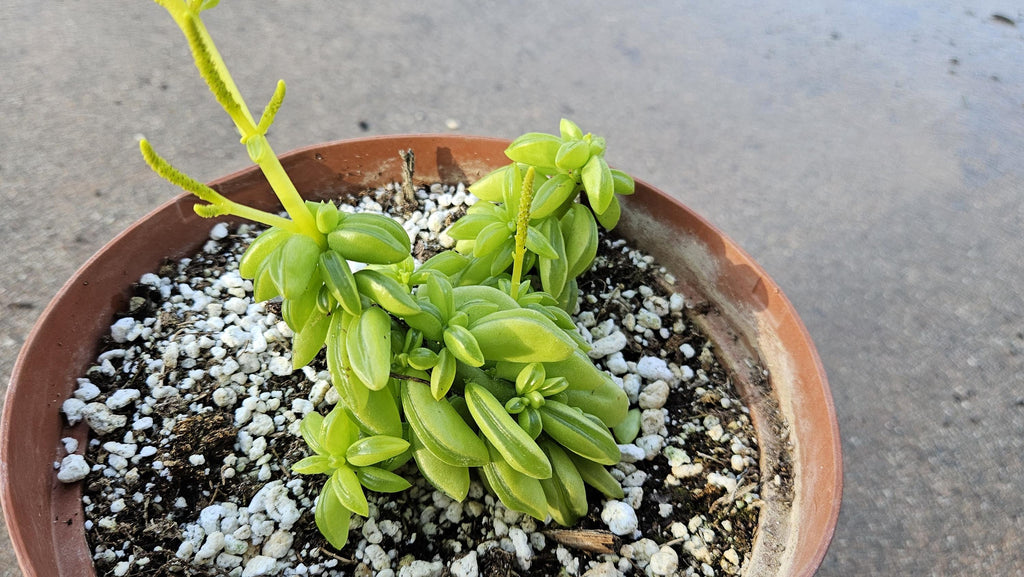 6" Peperomia dolabriformis - Prayer Pepper