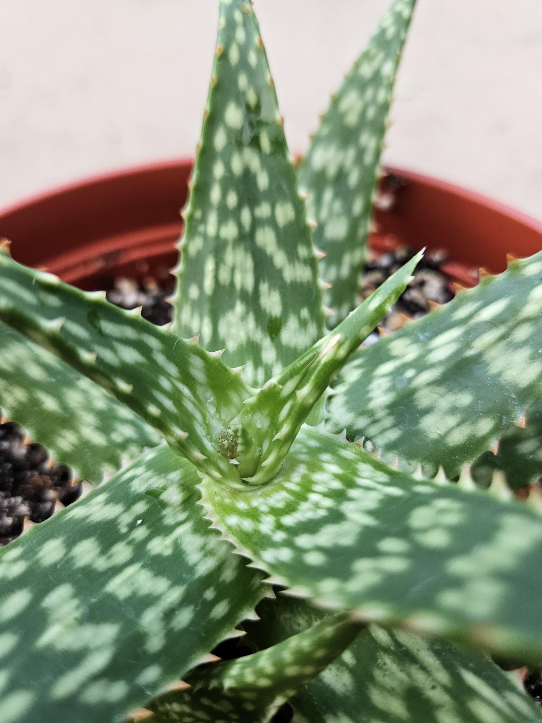 6" Aloe Hybrid - Succulent