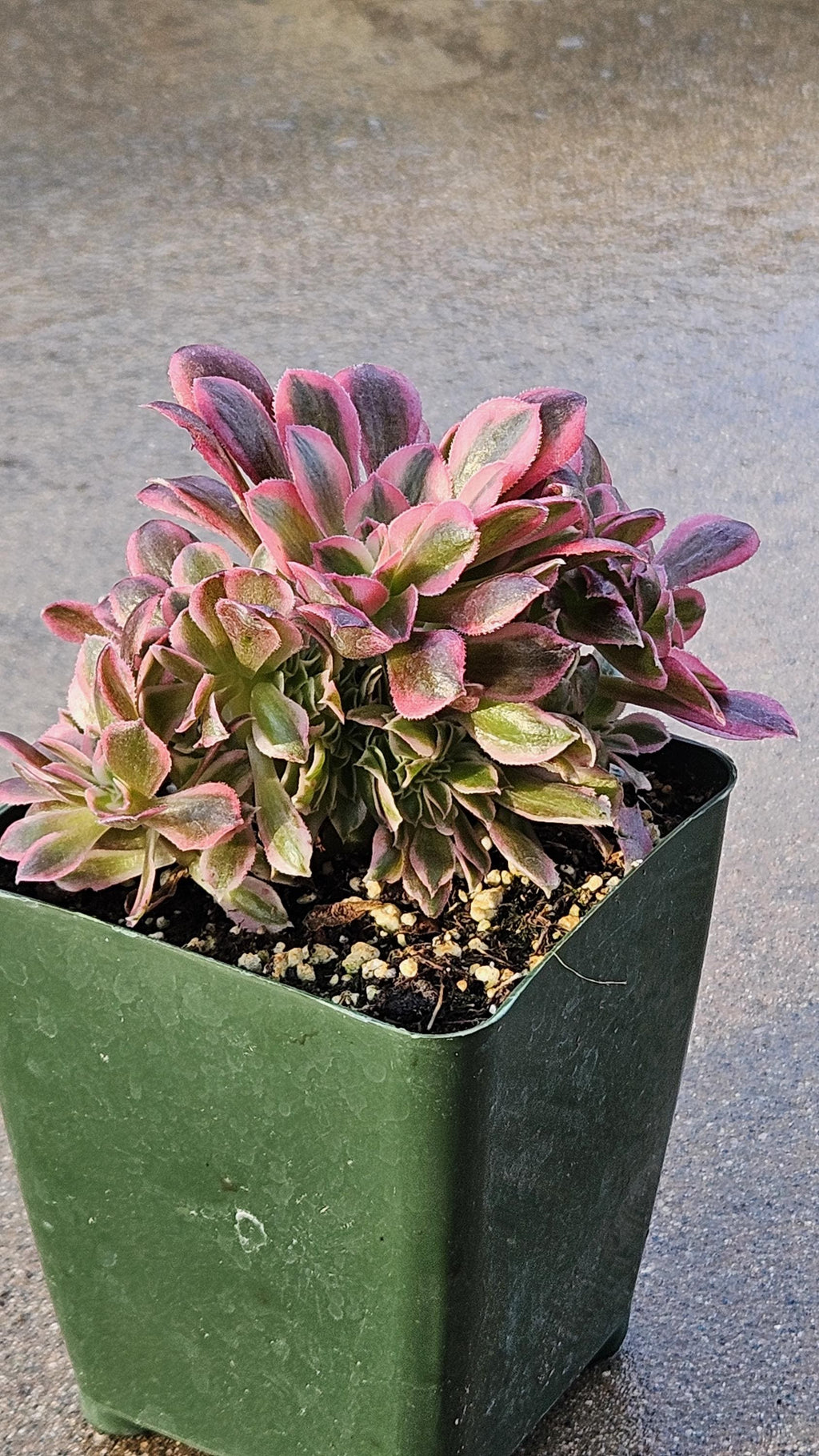 Rare Crested Pink Witch Aeonium - 4" Fasciated Succulent Plant