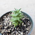 Astroloba spiralis - Rare succulent