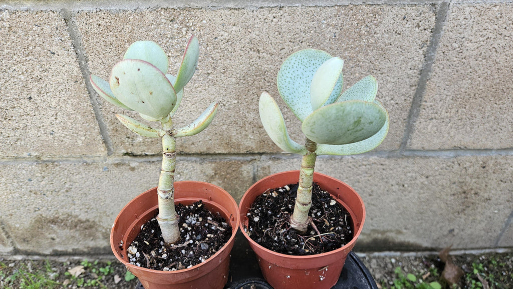 4" Silver Dollar Plant - Crassula Arborescens Succulent (Bare Root)