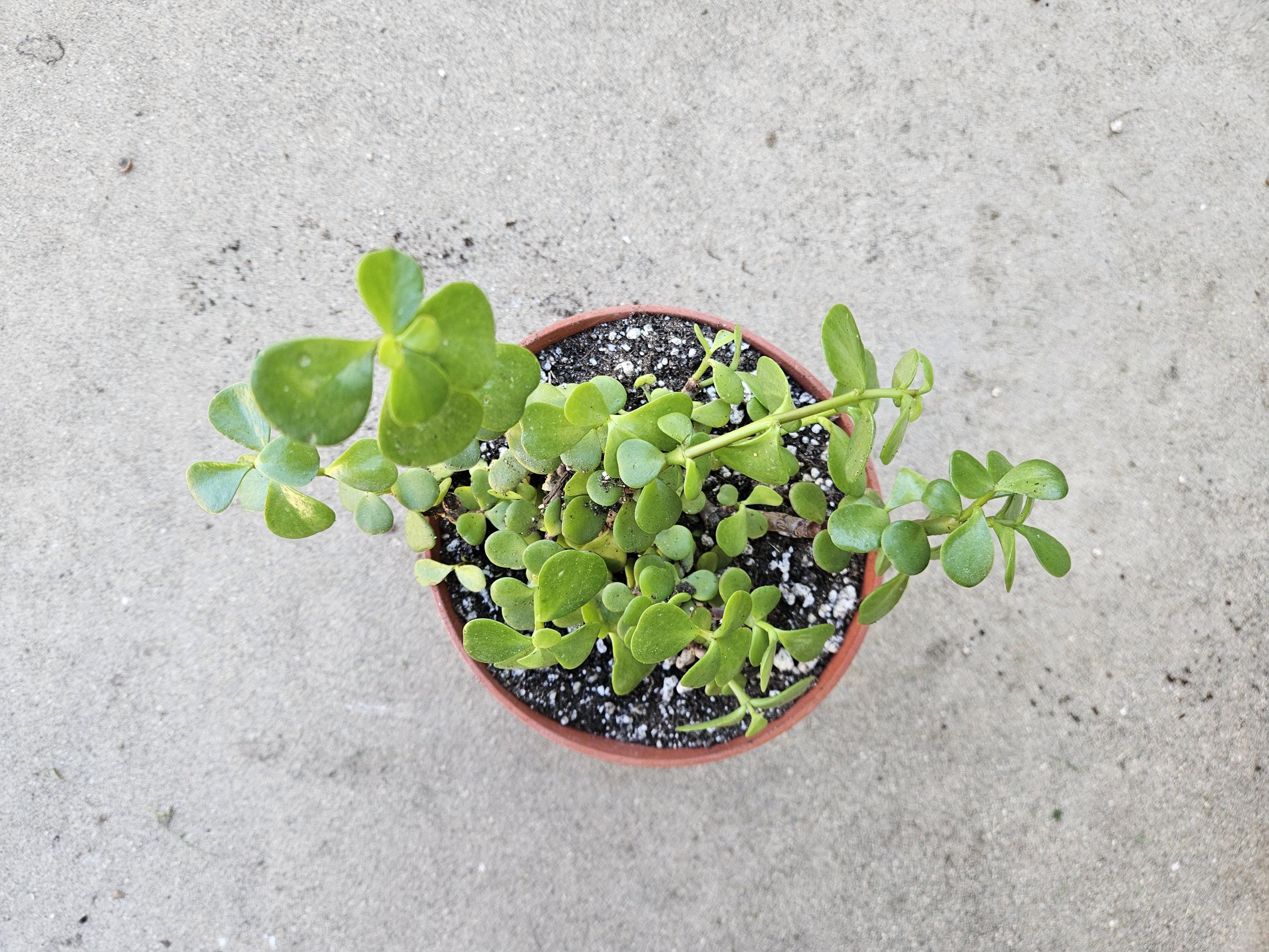 6" Portulacaria Afra - Elephant Bush