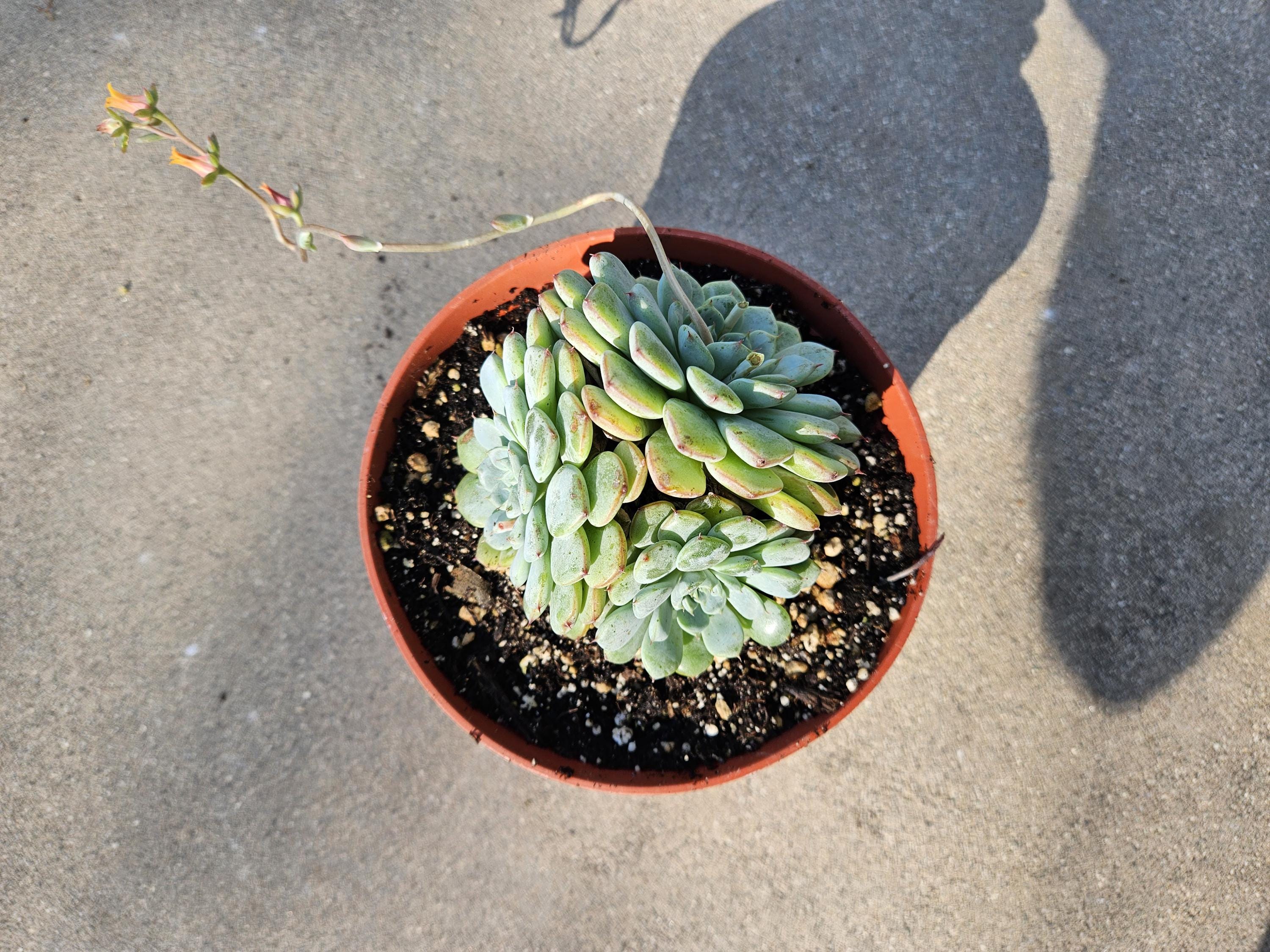 6" Echeveria Cluster - Unique Echeveria