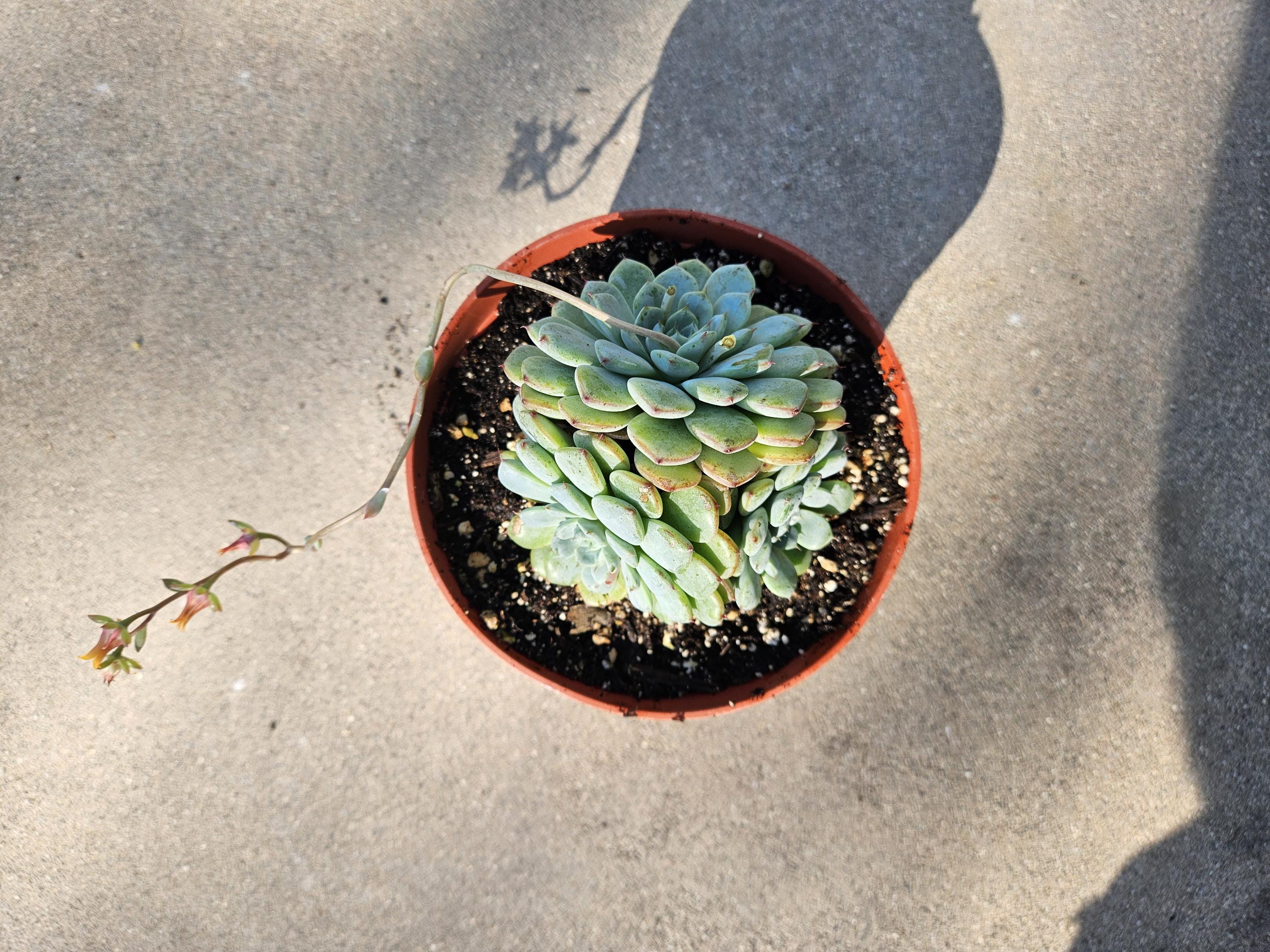 6" Echeveria Cluster - Unique Echeveria