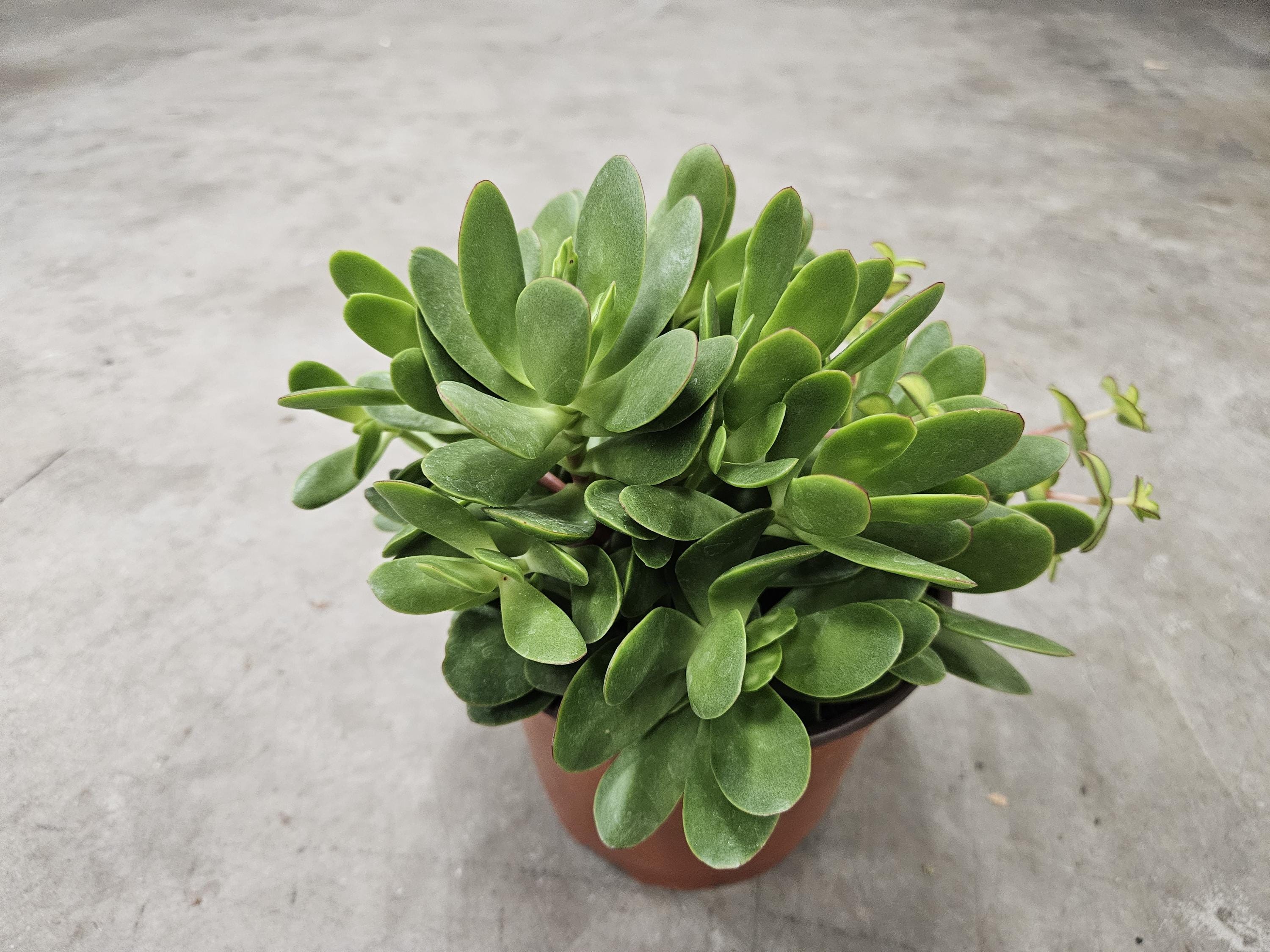 6" Crassula Money Maker with Calico Kitten