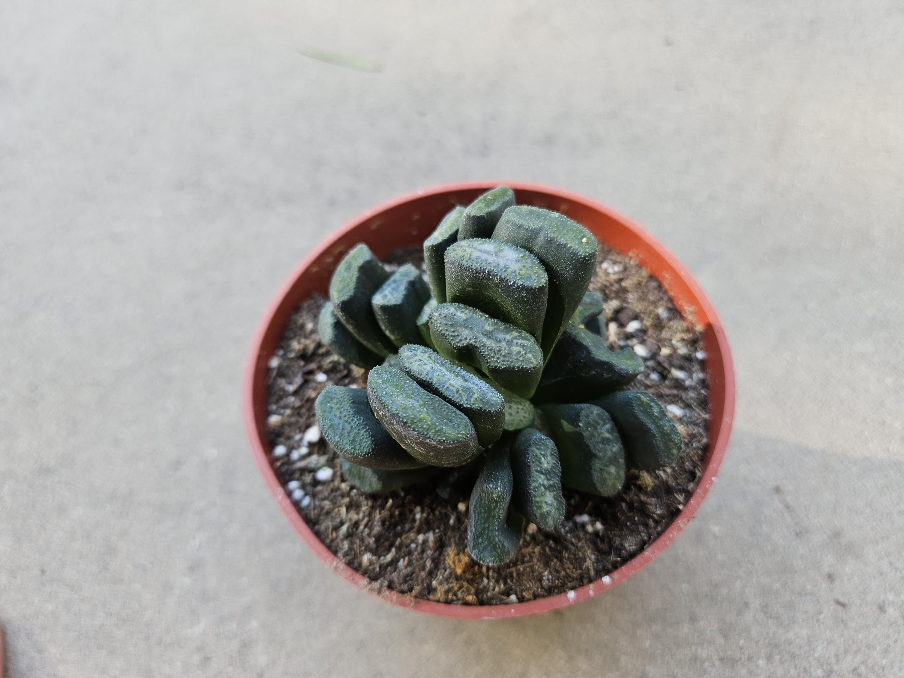 Haworthia Truncata - Horseteeth Haworthia - Rare Succulent - Low Light