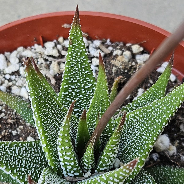6" Haworthia Attenuata
