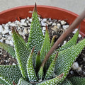 6" Haworthia Attenuata