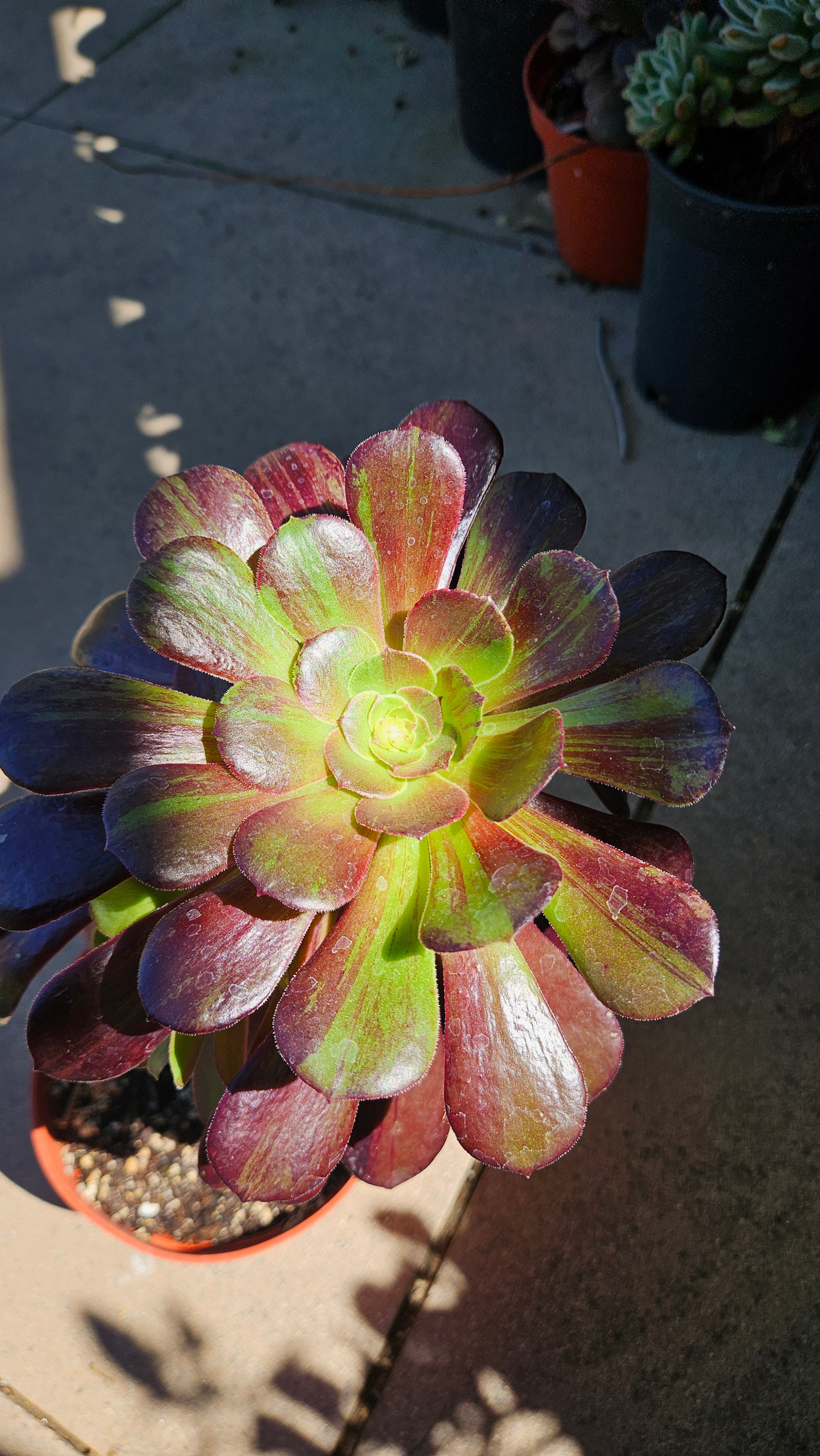 6" Aeonium 'Big Bang' - Rare Succulent - Large Size