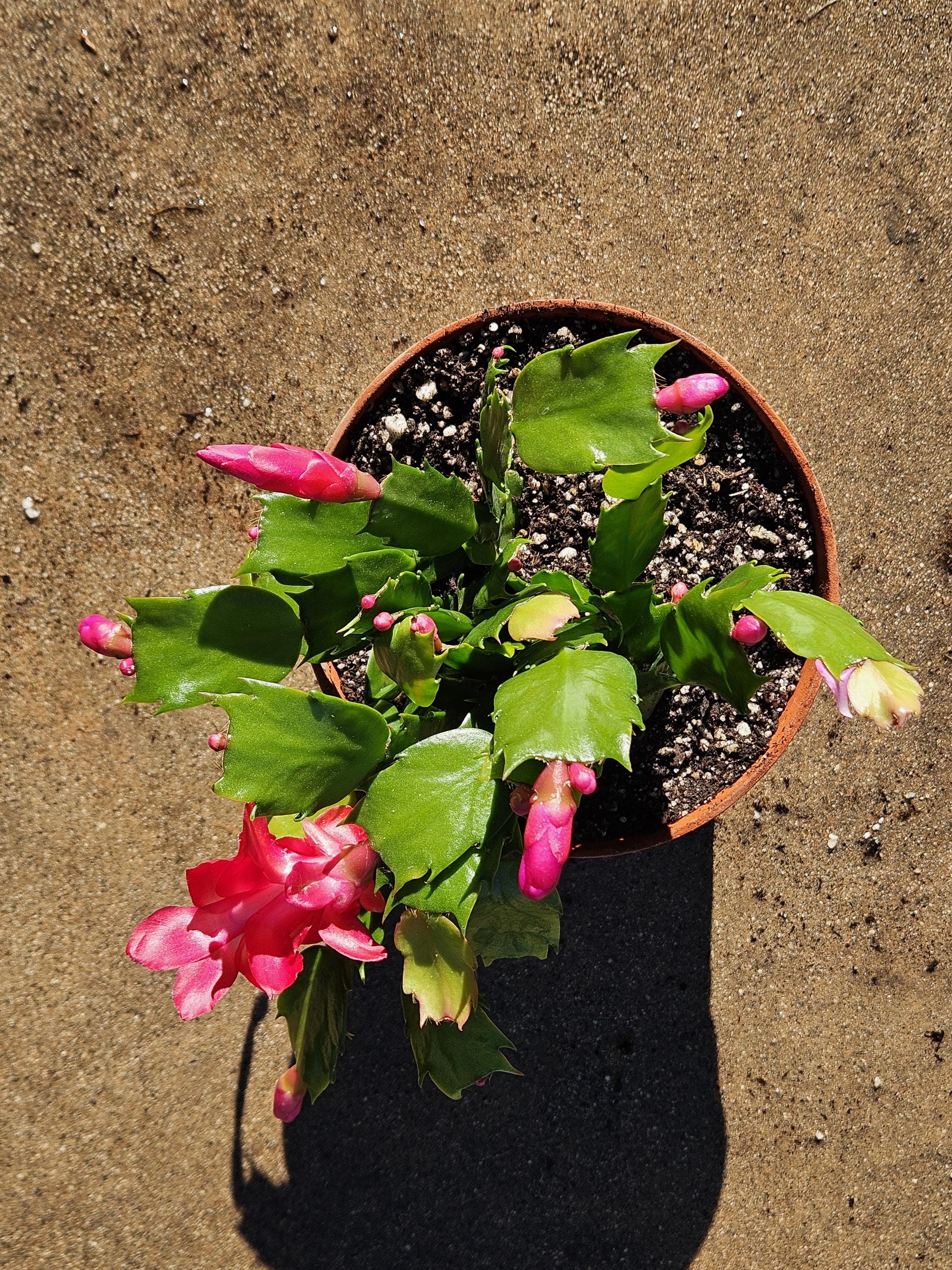 6" Christmas Cactus - Red Flowers - Zygocactus - Schlumbergera - Holiday Cactus - Blooming