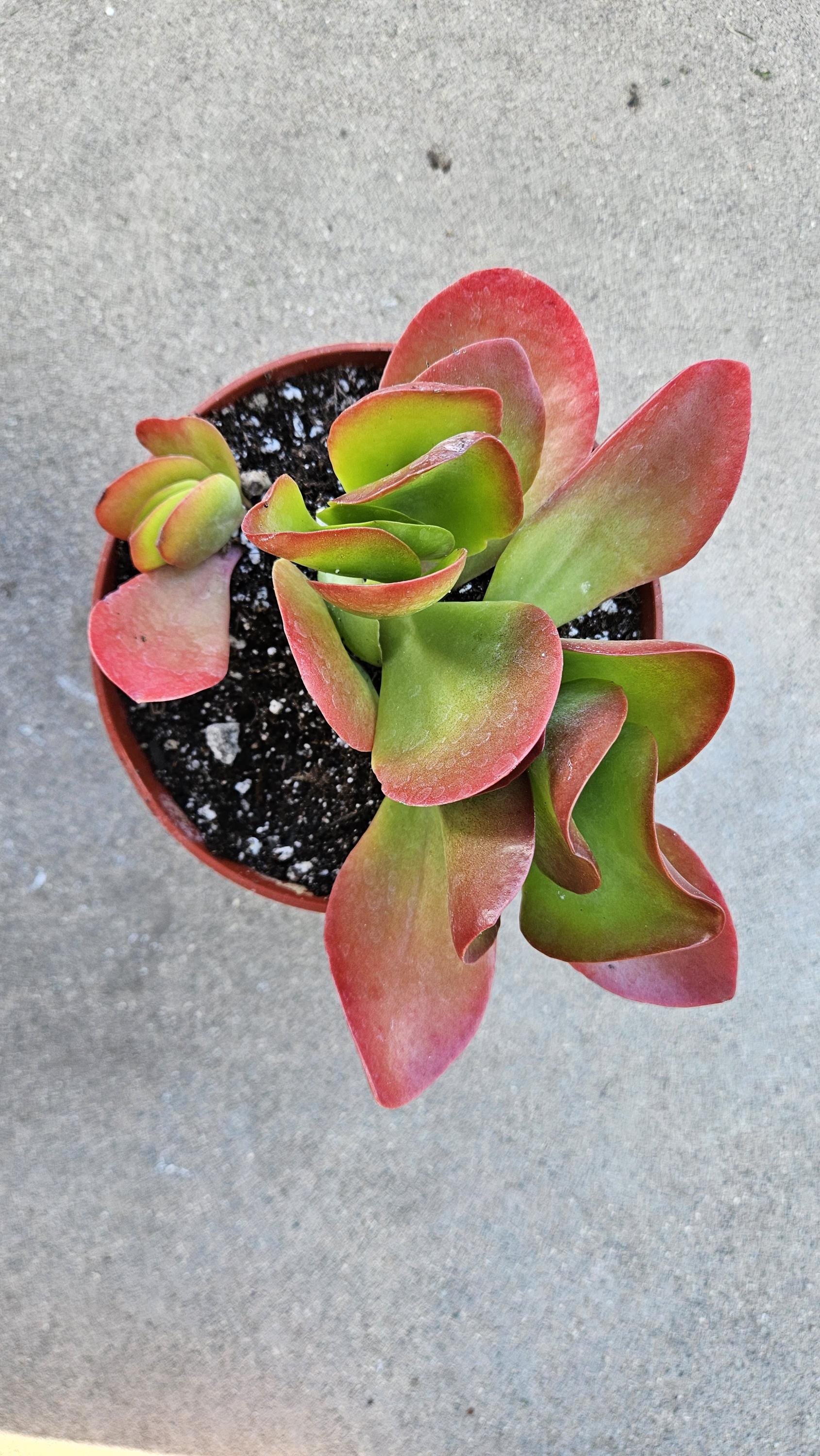 6" Kalanchoe Dragonfire - Flapjack Kalanchoe - Bright Red
