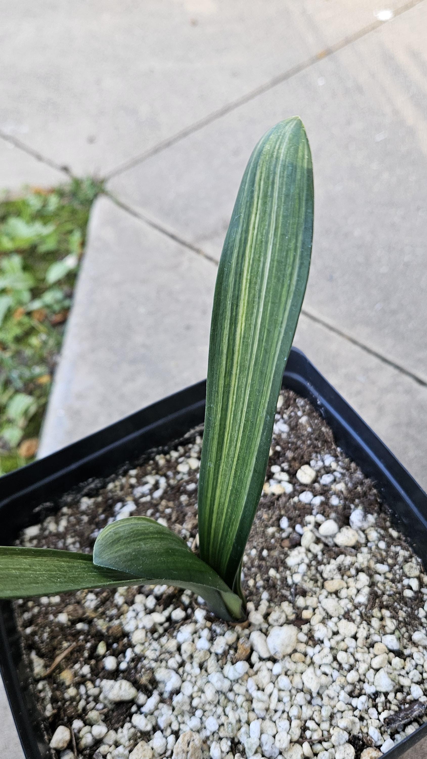 6" Clivia miniata - Variegated - Bush Lily - Orange Flowers