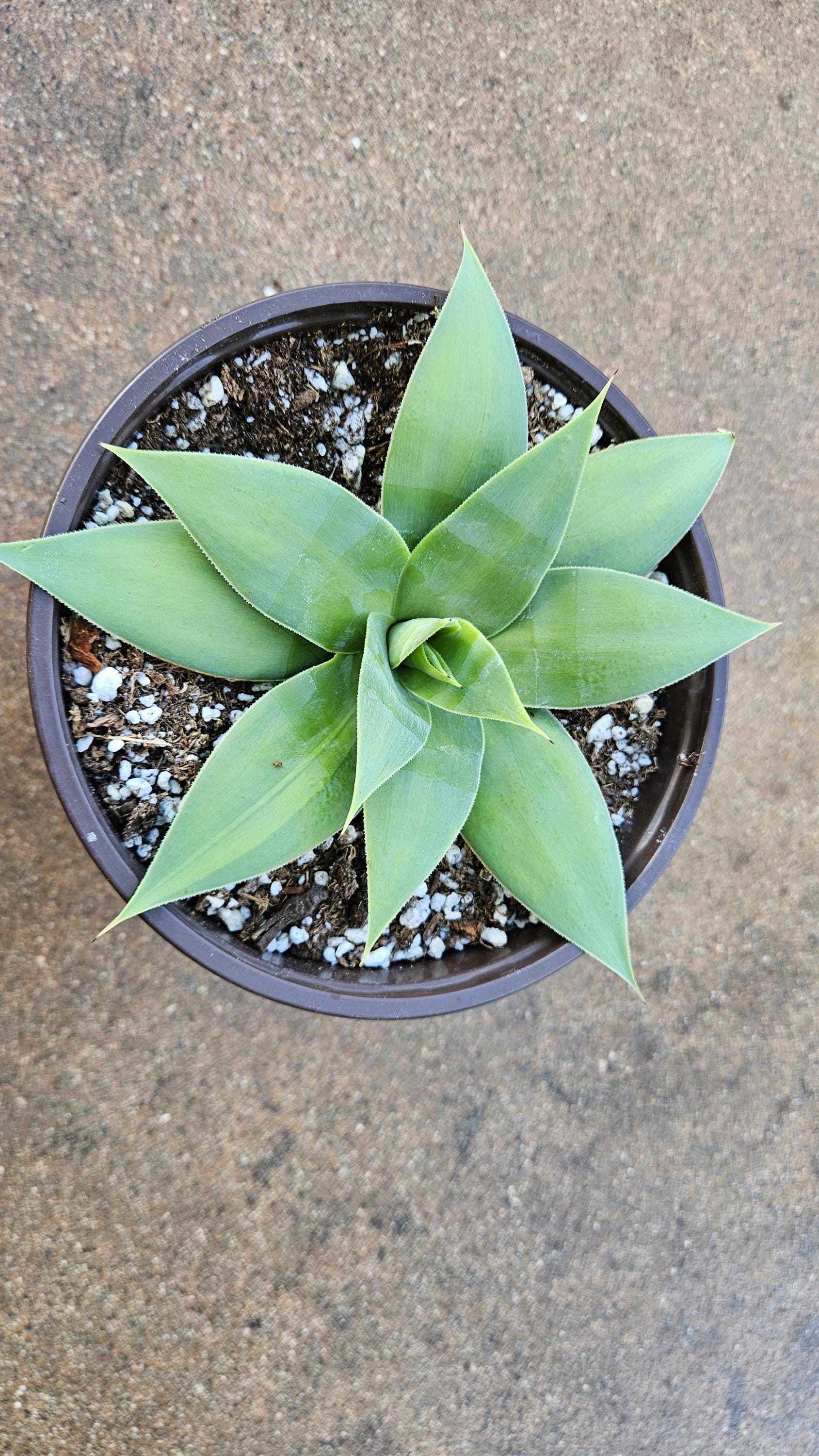 6" Agave Attenuata Variegated
