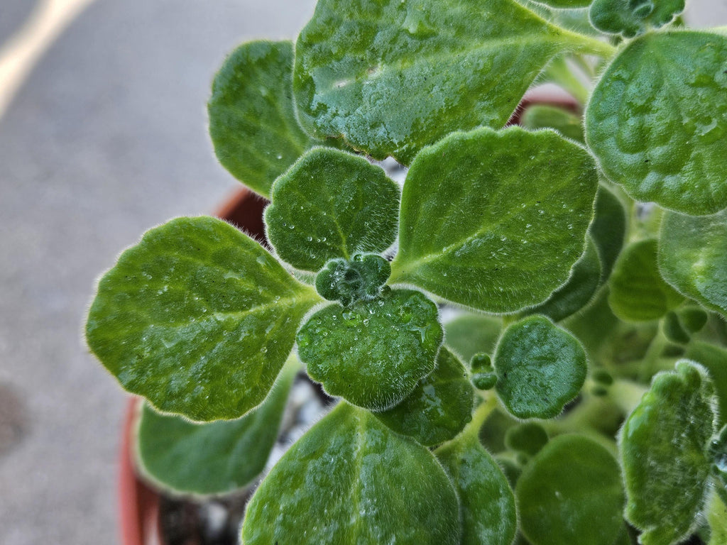 6" Vicks Plant - Very Calming Fragrant Succulent - Plectranthus Tomentosa