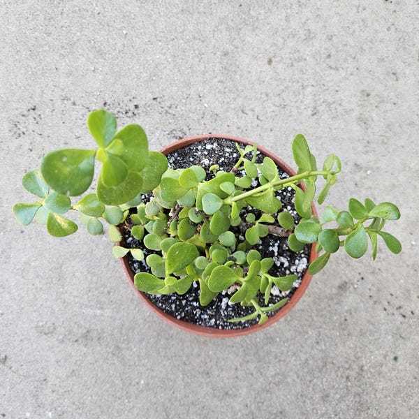 6" Portulacaria Afra - Elephant Bush
