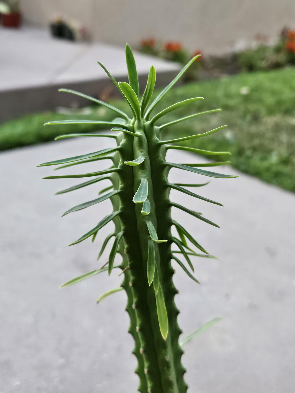 6" African Palm Tree - Euphorbia Loricata ~1.5 ft tall