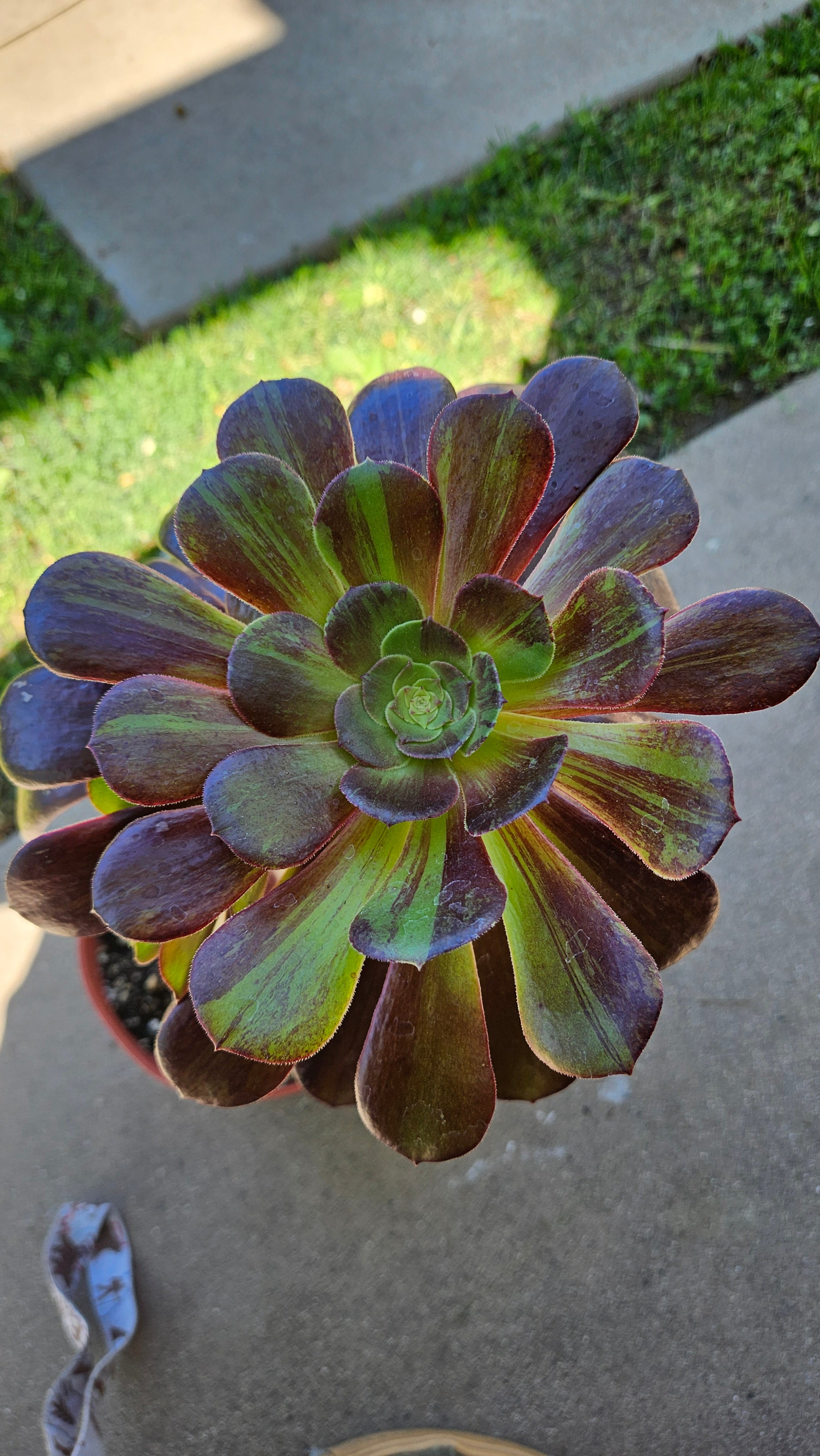 6" Aeonium 'Big Bang' - Rare Succulent - Large Size