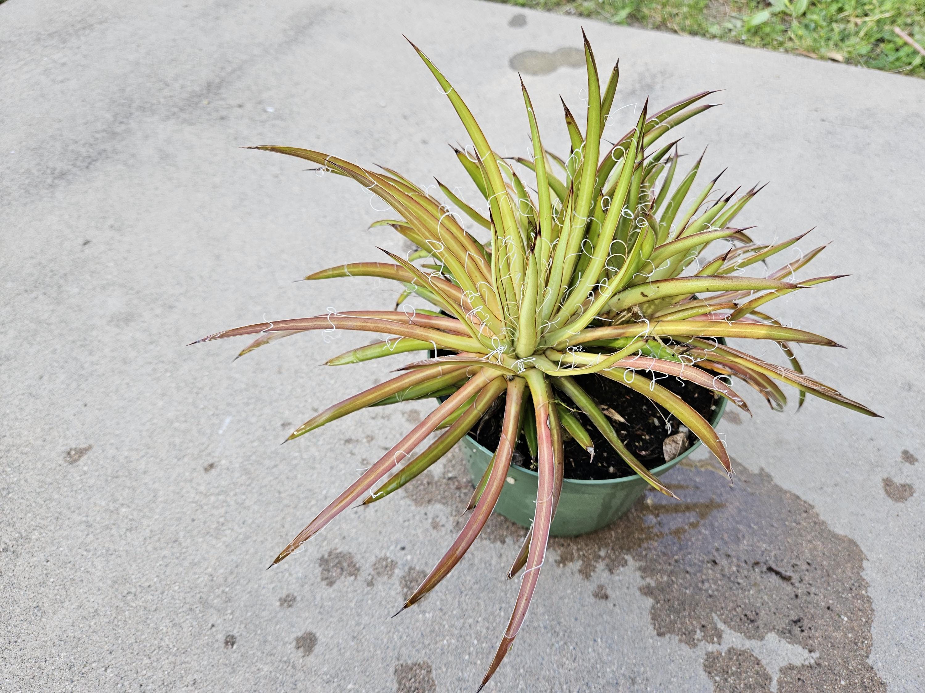 6" Small Flower Agave