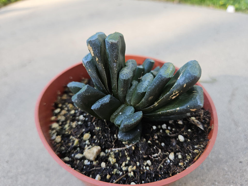 Haworthia Truncata - Horseteeth Haworthia - Rare Succulent - Low Light