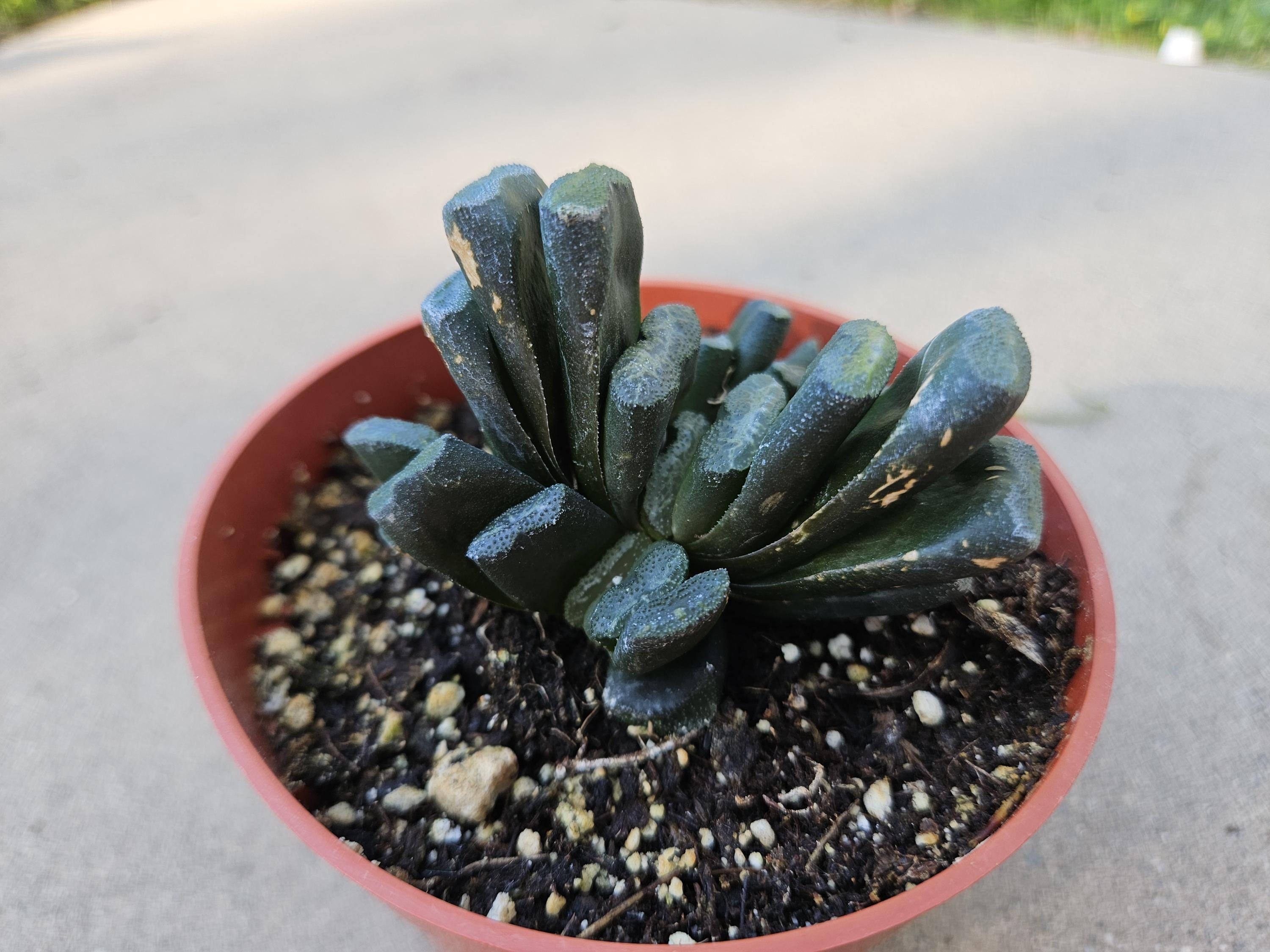 Haworthia Truncata - Horseteeth Haworthia - Rare Succulent - Low Light