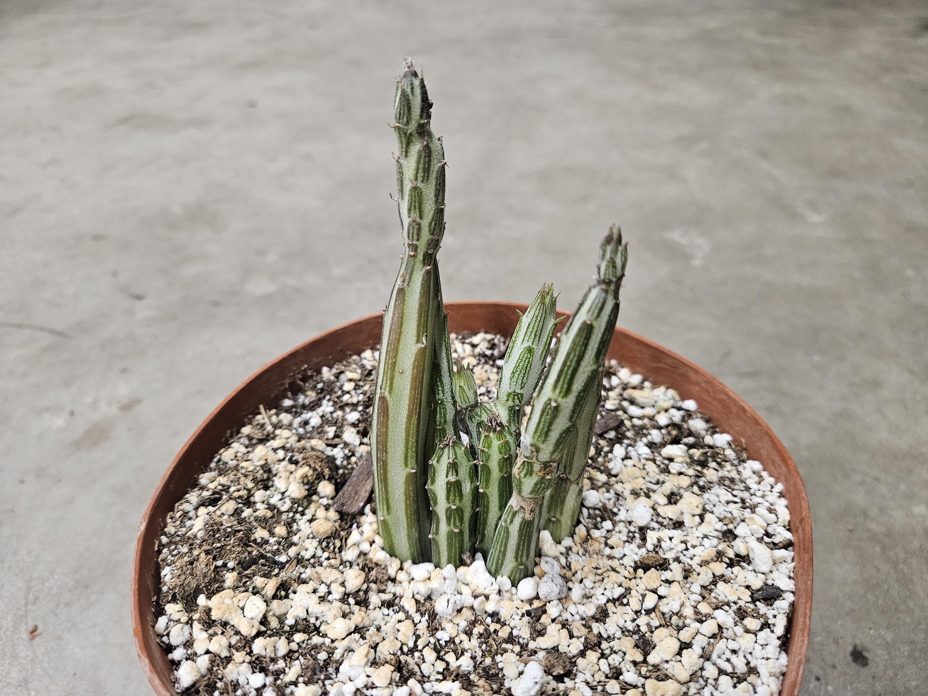 6" Pickle Plant - Senecio stapeliiformis
