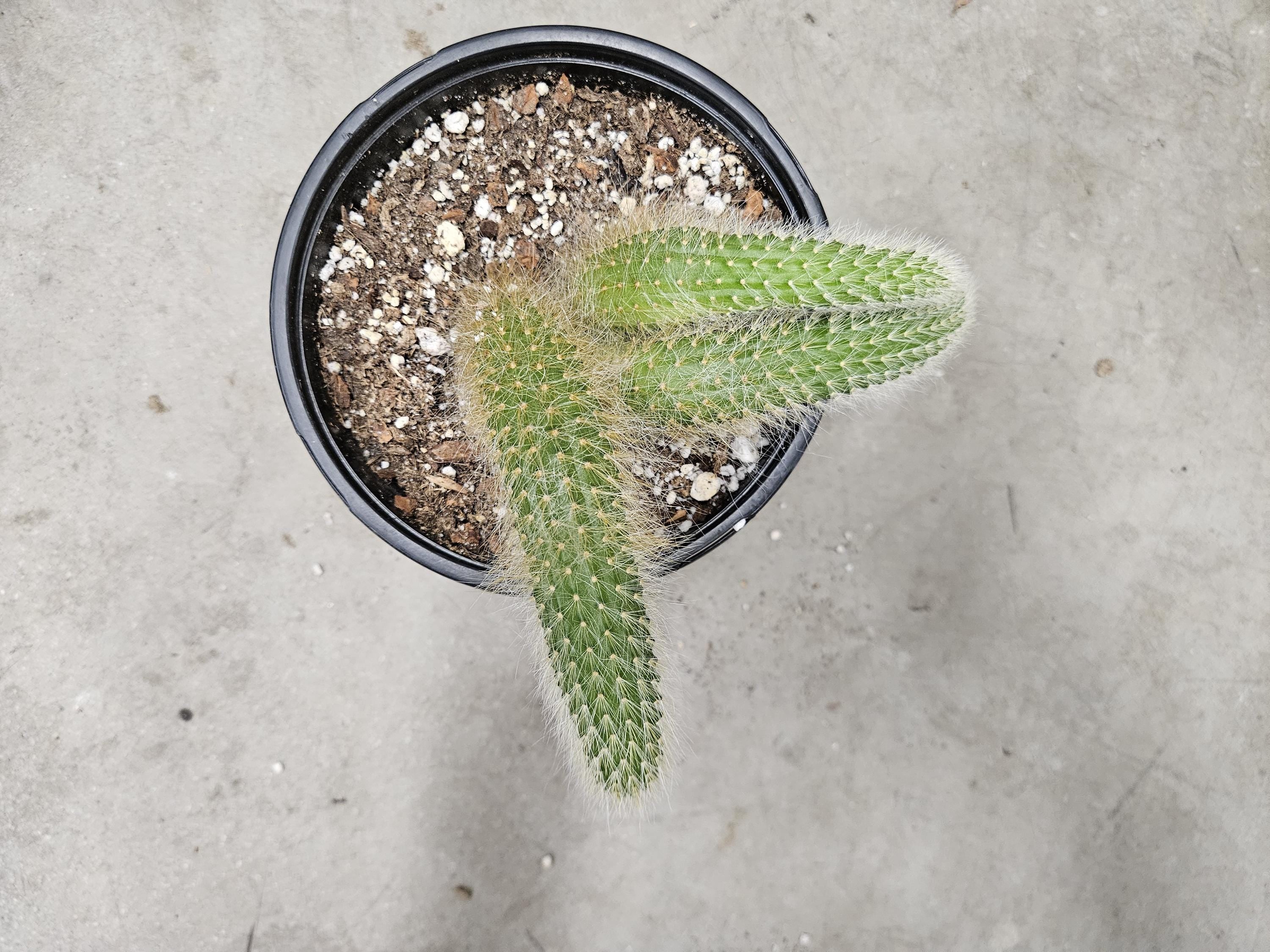 6" Monkey Tail Cactus