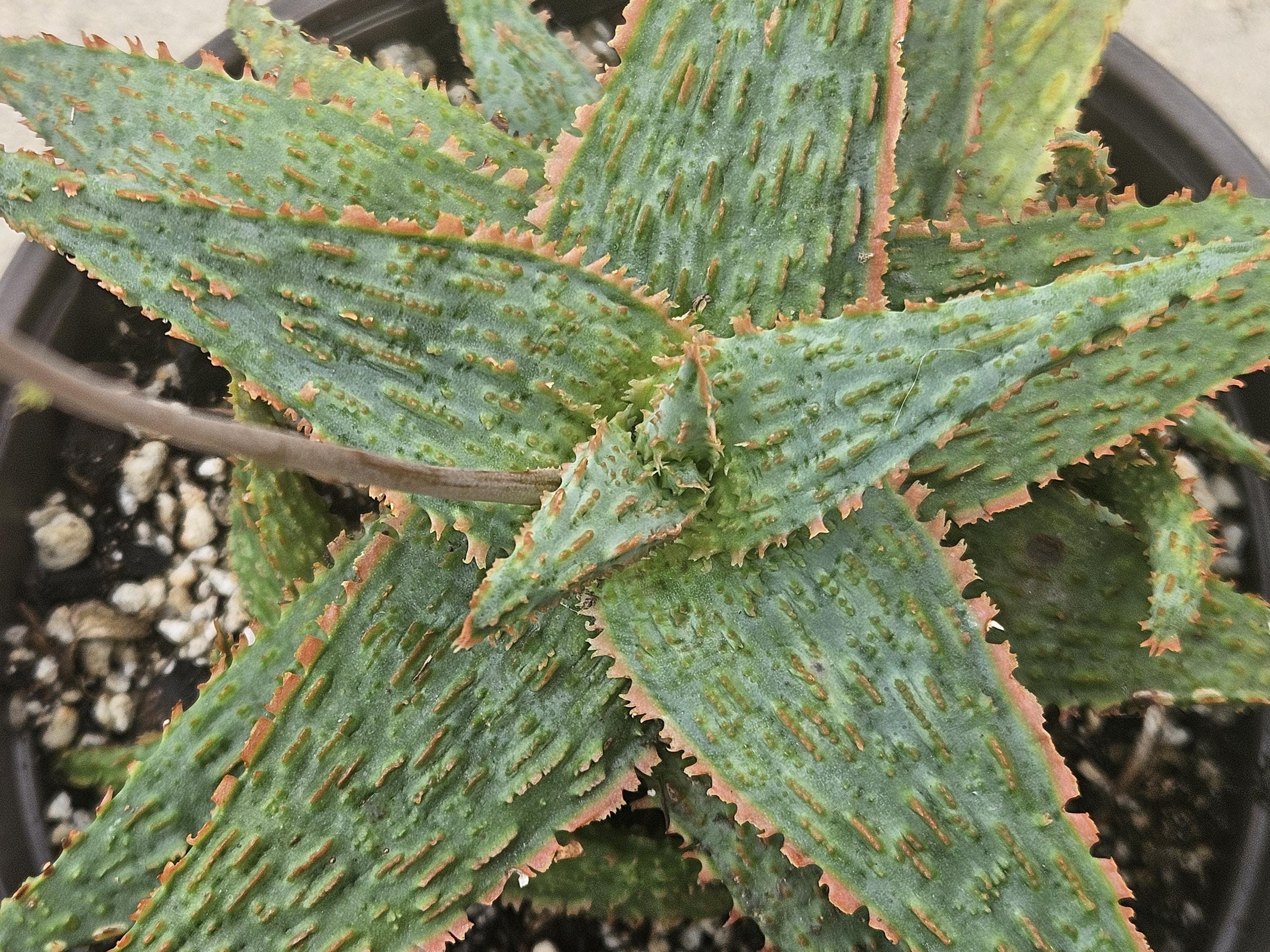 6" Starfish Aloe