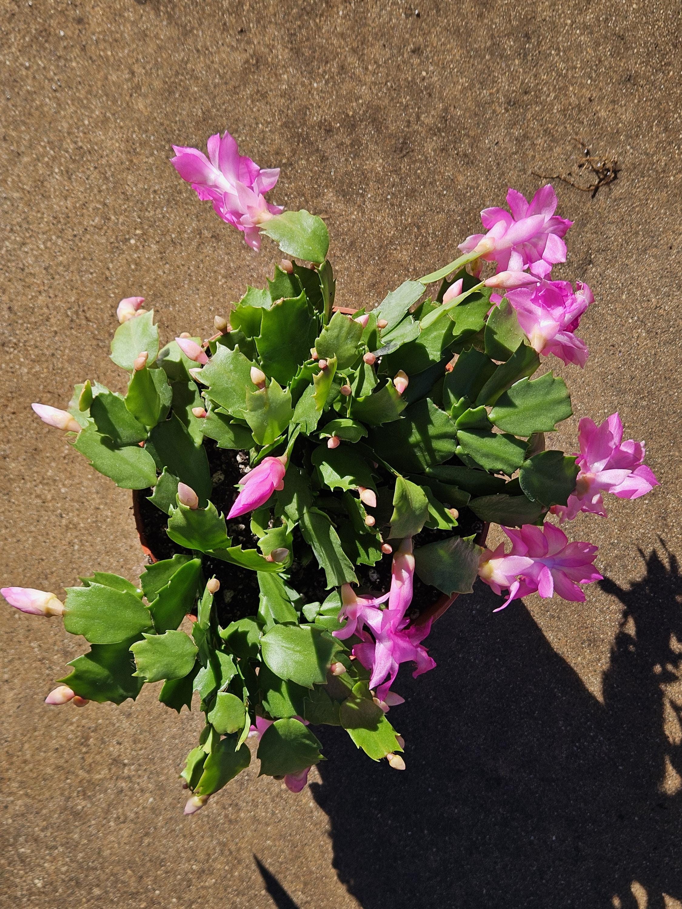 6" Christmas Cactus - Pink Flowers - Zygocactus - Schlumbergera - Holiday Cactus - Blooming