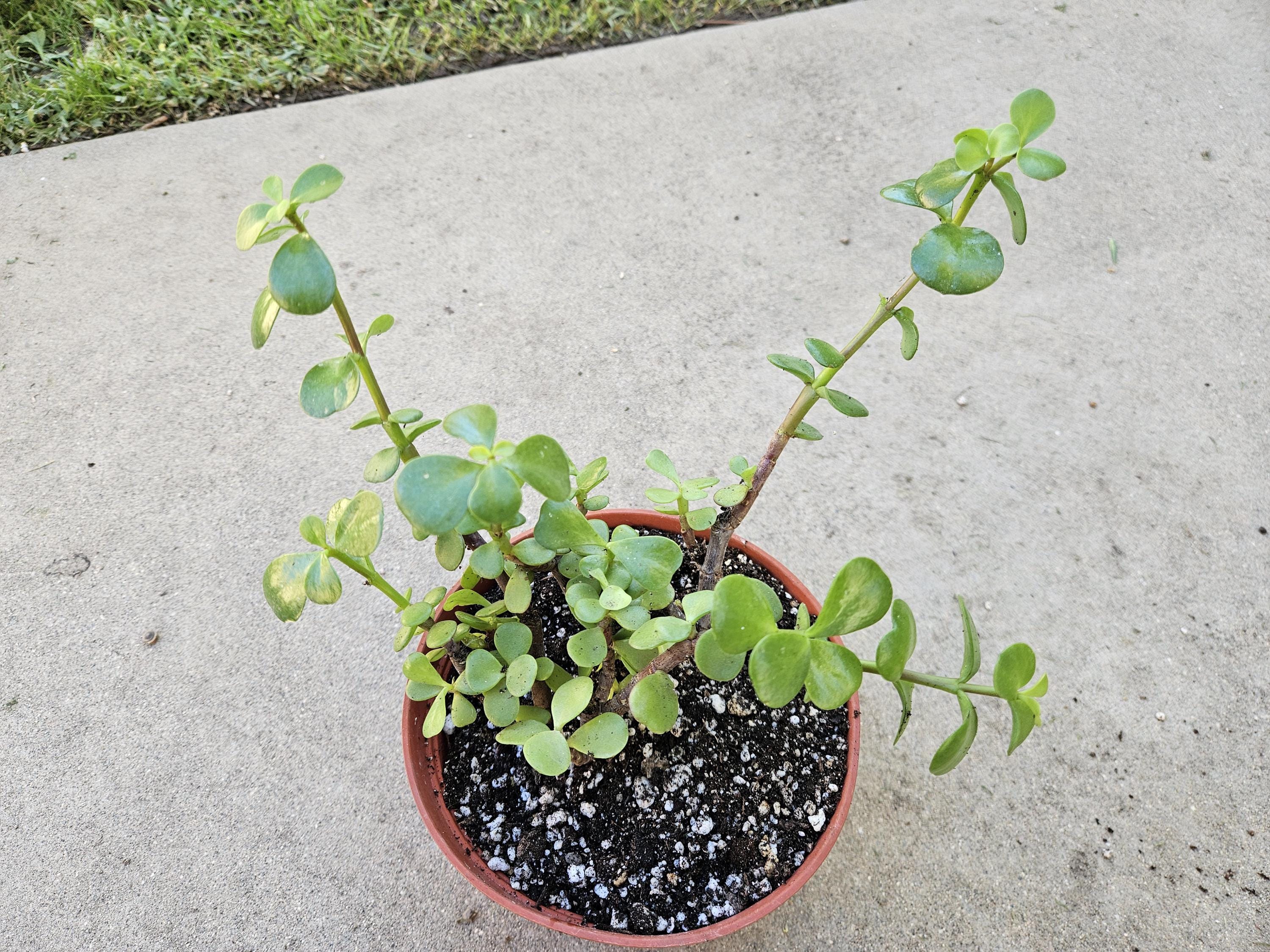 6" Portulacaria Afra - Elephant Bush