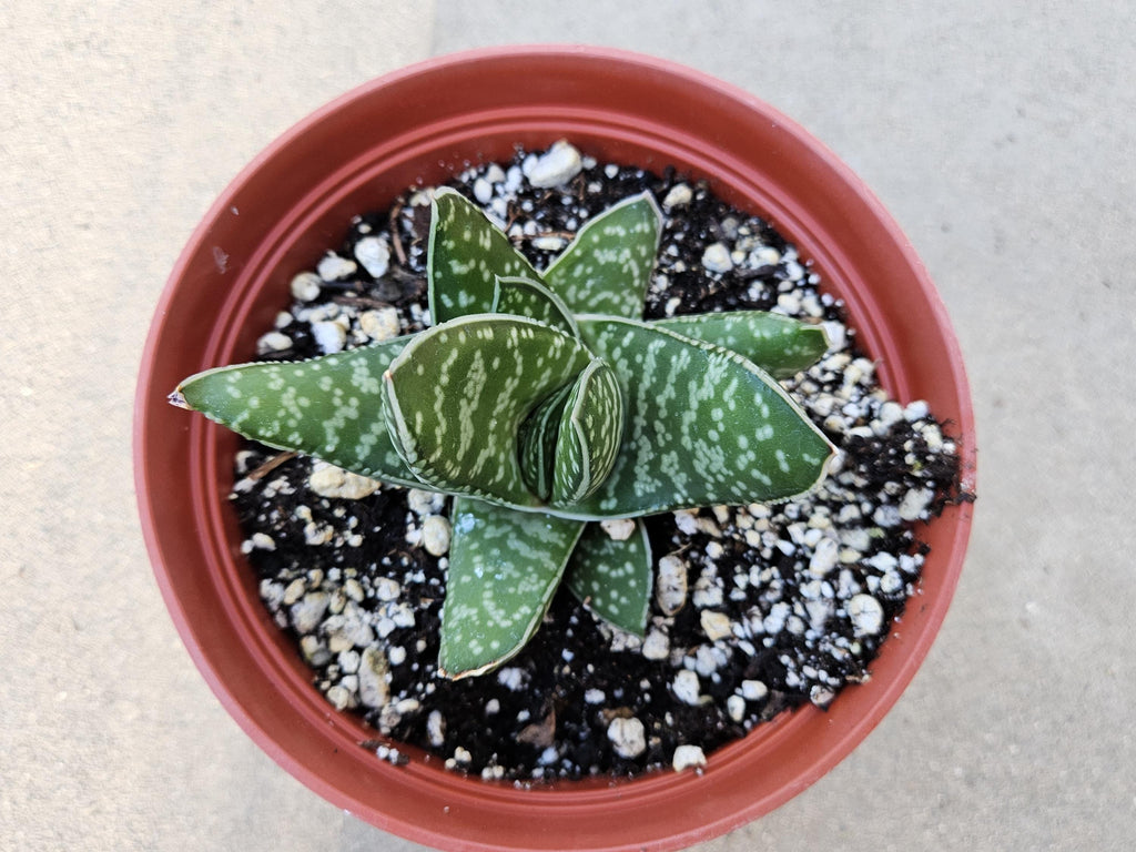 6" Gasteria - Blooming Succulent