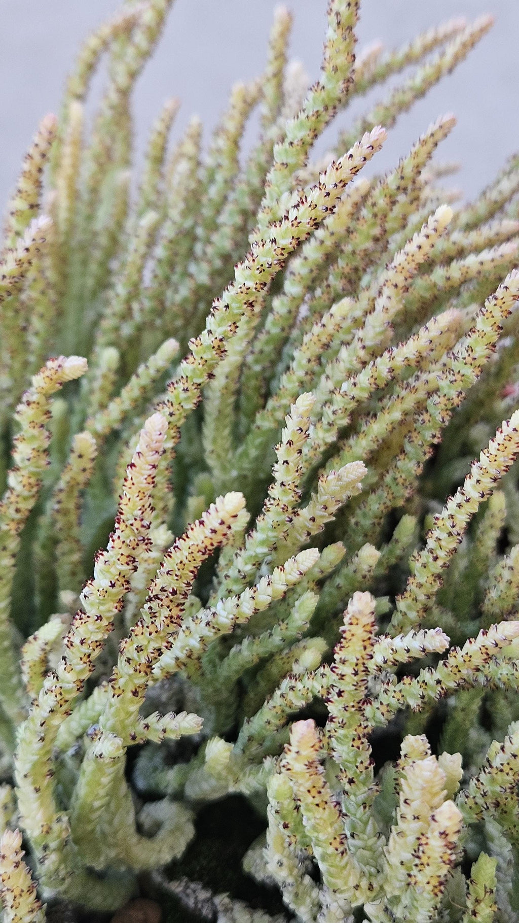 6" Variegated 'Watch Chain' Succulent