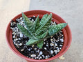 6" Gasteria - Blooming Succulent