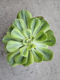 Echeveria 'Sunset Peony' Variegated - 8" Wide - Rare