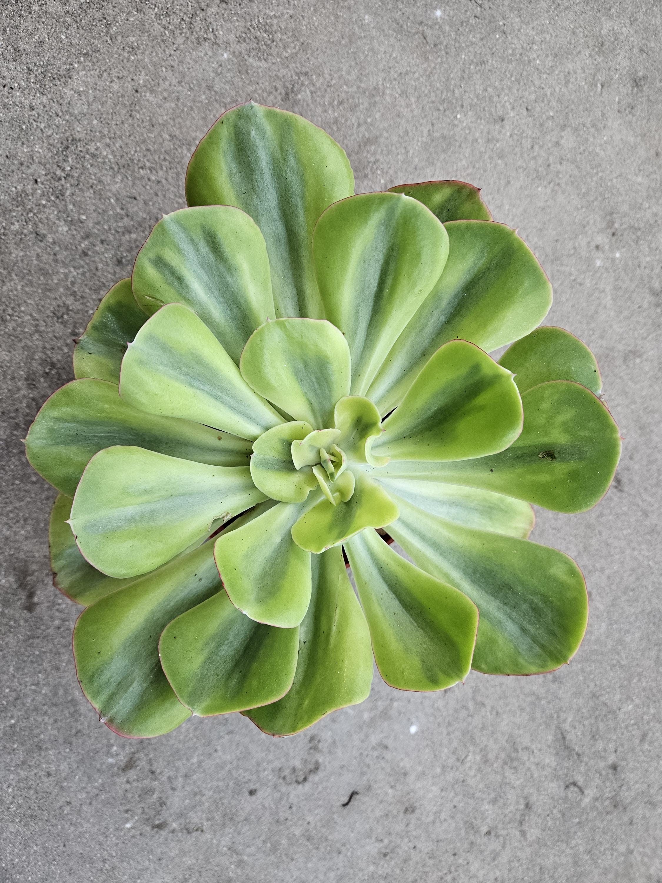 Echeveria 'Sunset Peony' Variegated - 8" Wide - Rare