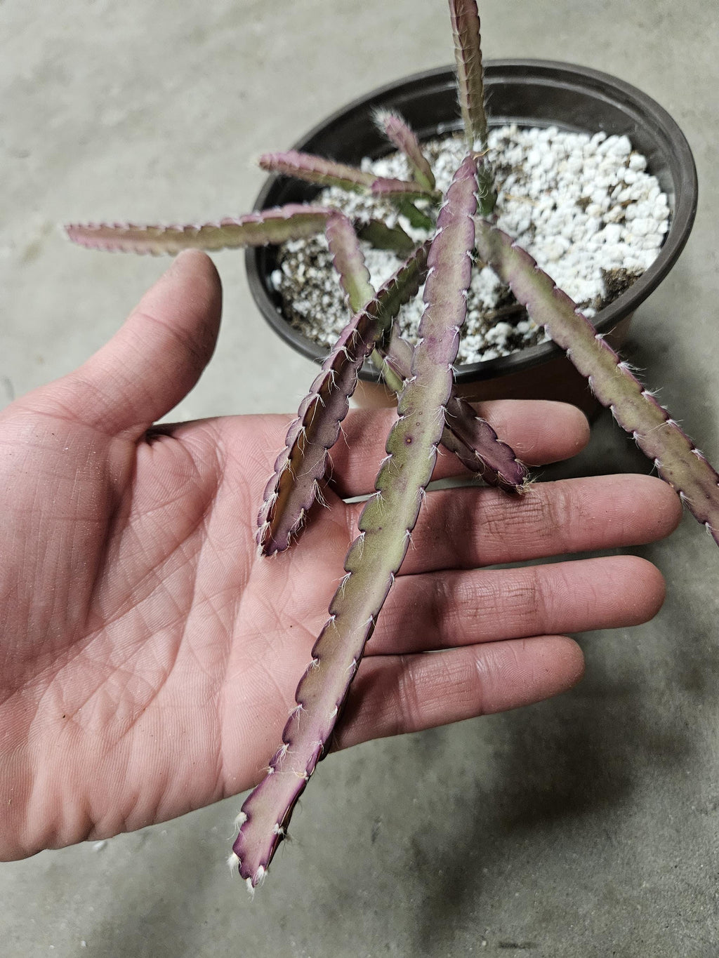 6" Lepismium Cruciforme - Hurricane Cactus