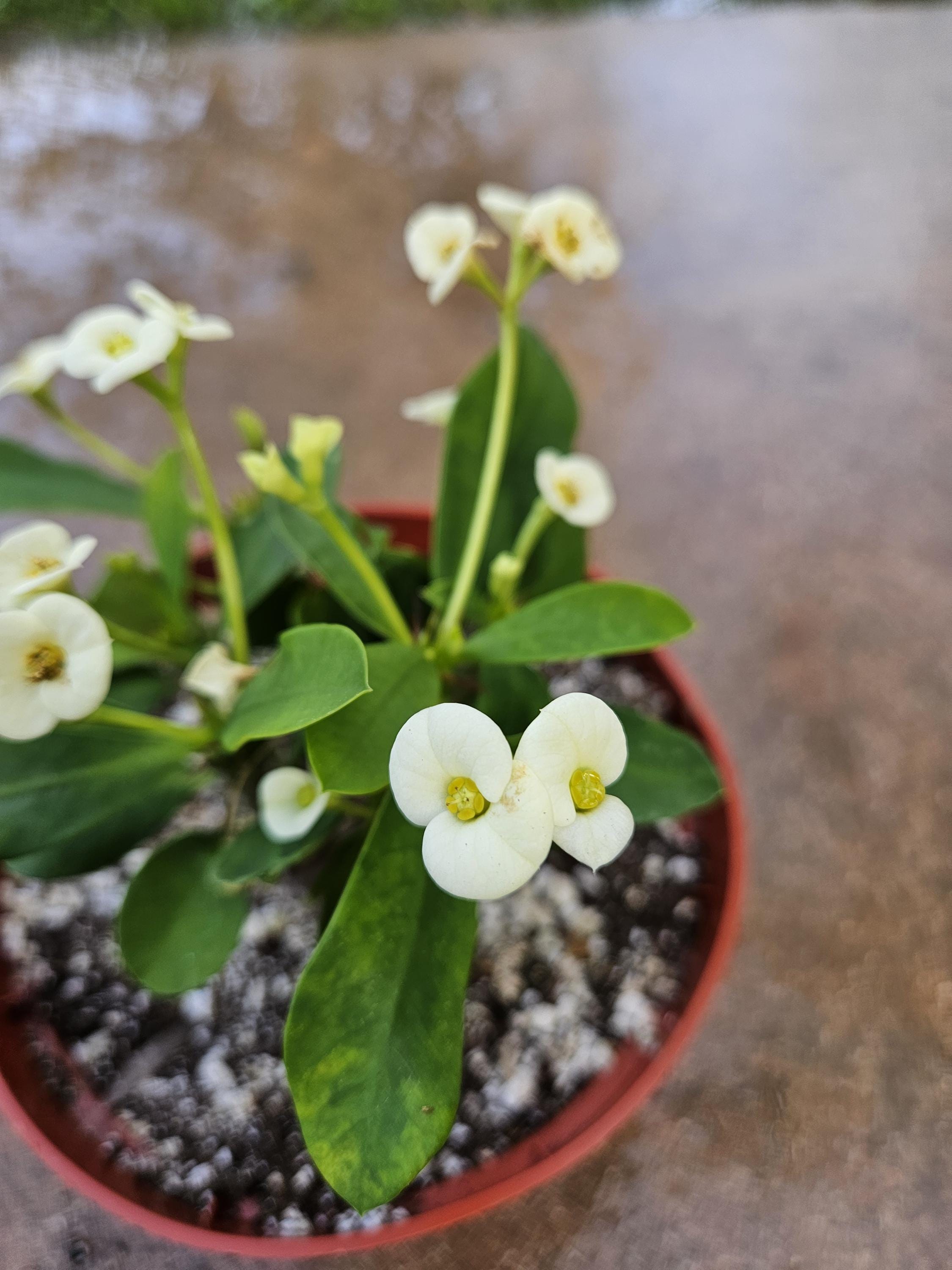 6" Crown of Thorns - White Flowers - Euphorbia milii