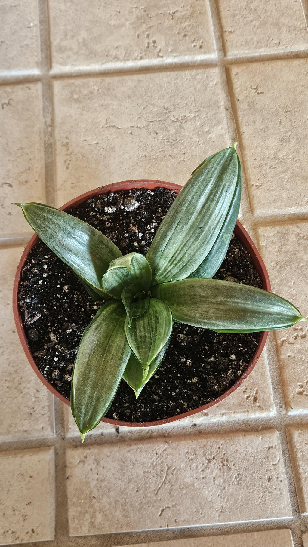 Sansevieria Silver Hahnii Snake Plant - Bird's Nest Variety Bare Root Plant