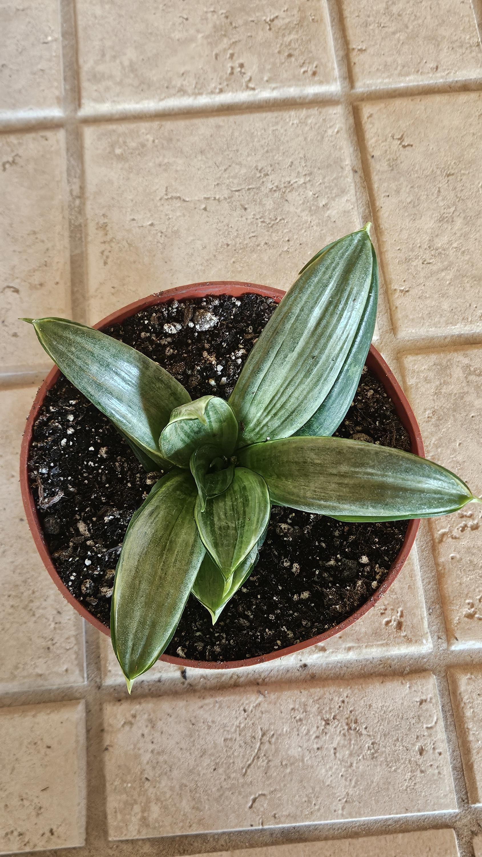 Sansevieria Silver Hahnii Snake Plant - Bird's Nest Variety Bare Root Plant
