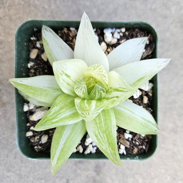Haworthia Cymbiformis Variegated - Rare - 4"