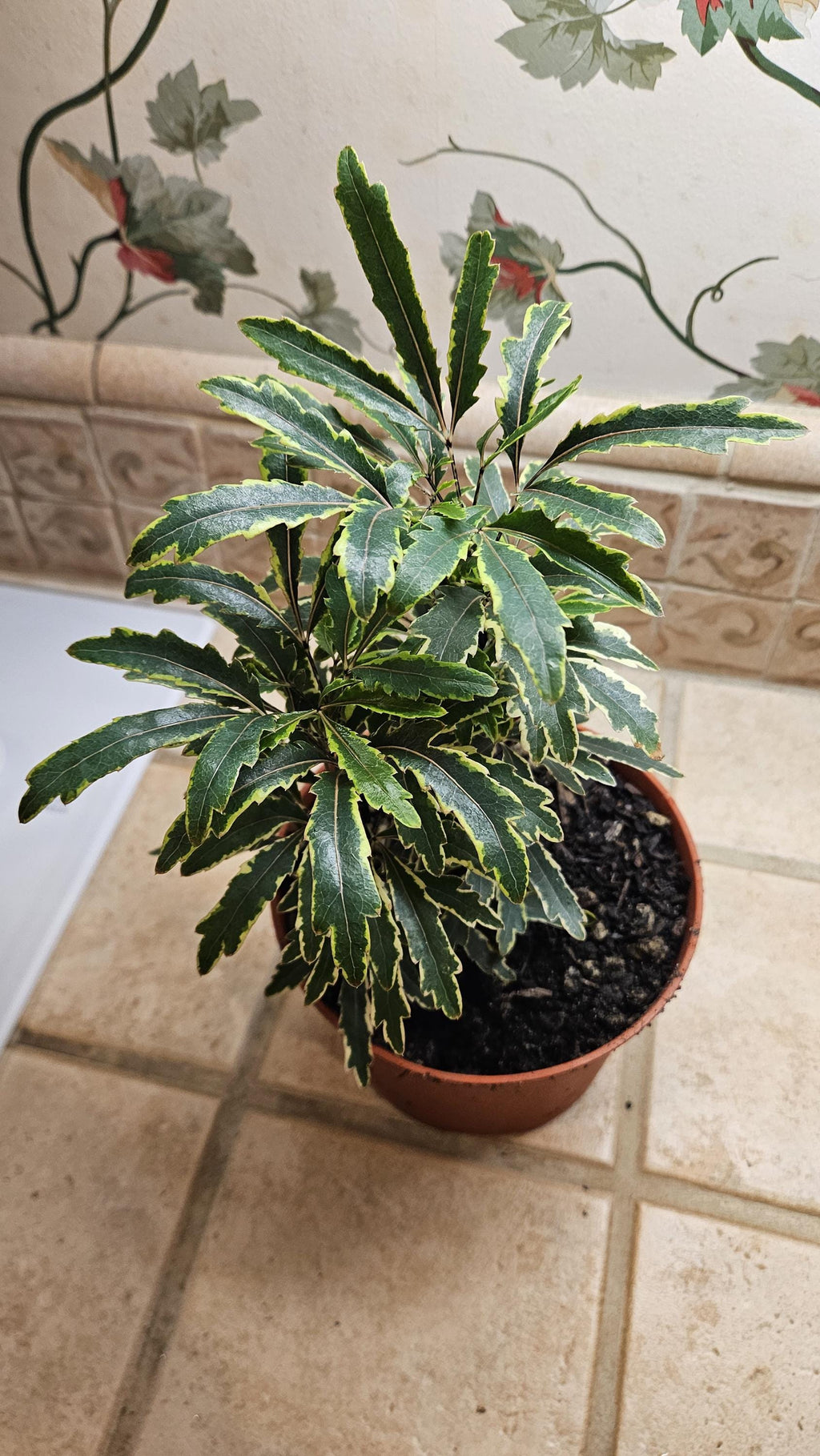 6" Spider Aralia Houseplant - Plerandra Elegantissima - False Aralia