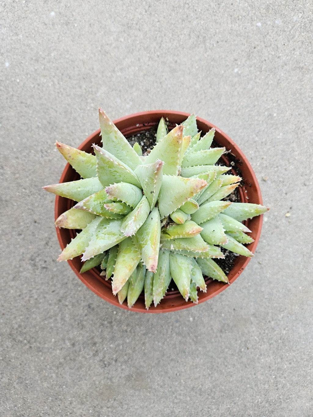 6" Aloe Brevifolia - Short Leaved Crocodile Aloe