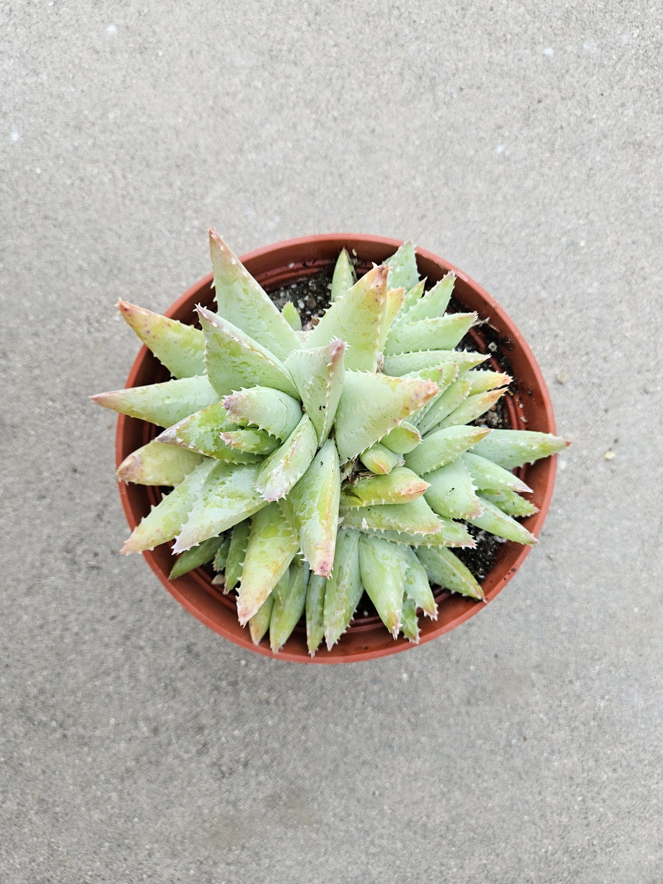 6" Aloe Brevifolia - Short Leaved Crocodile Aloe