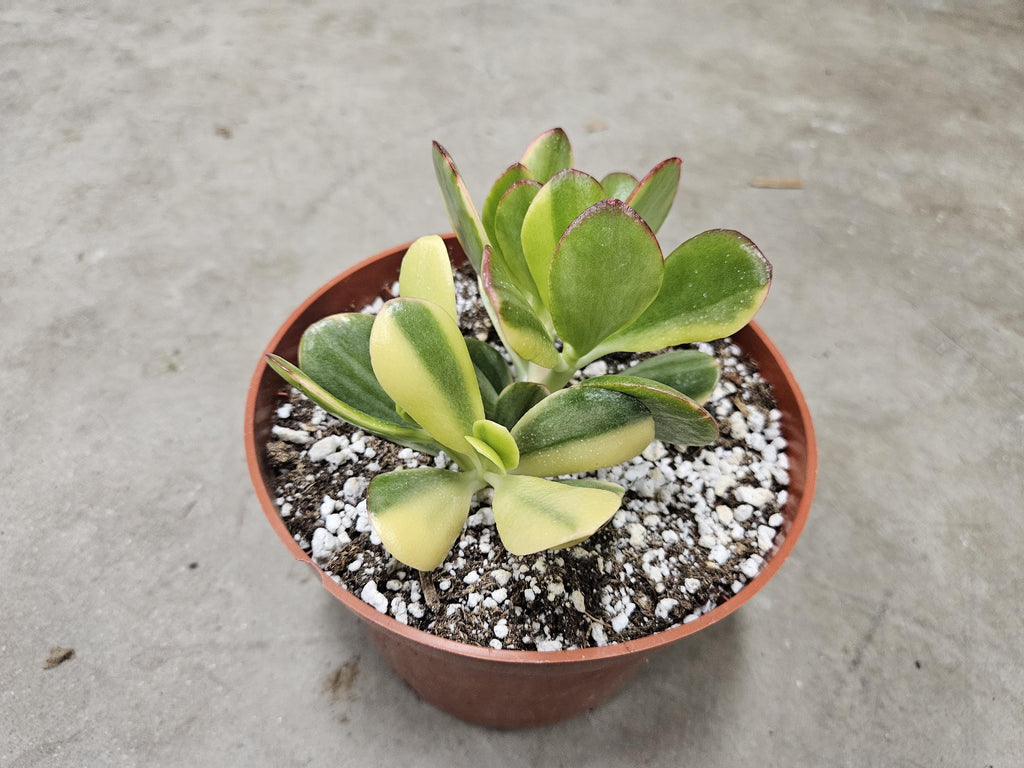 6" Variegated Jade - Crassula Ovata Variegata