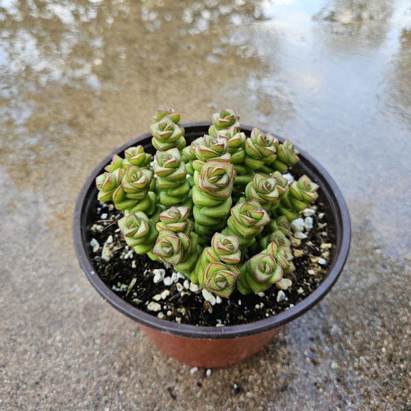 6" Crassula Marnieriana - Baby's Necklace