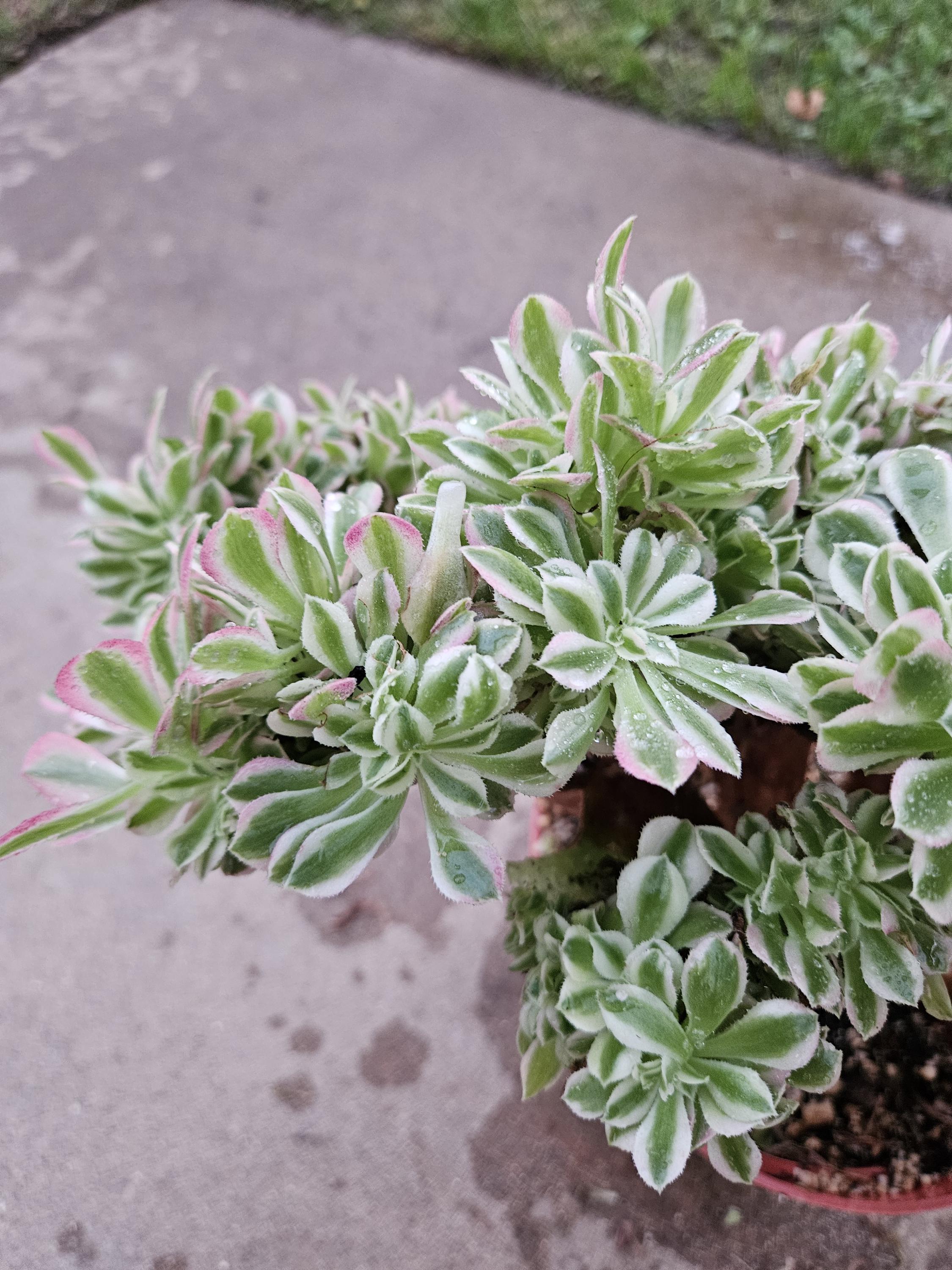 Rare Crested Pink Witch Aeonium Succulent - 8" Fasciated Plant