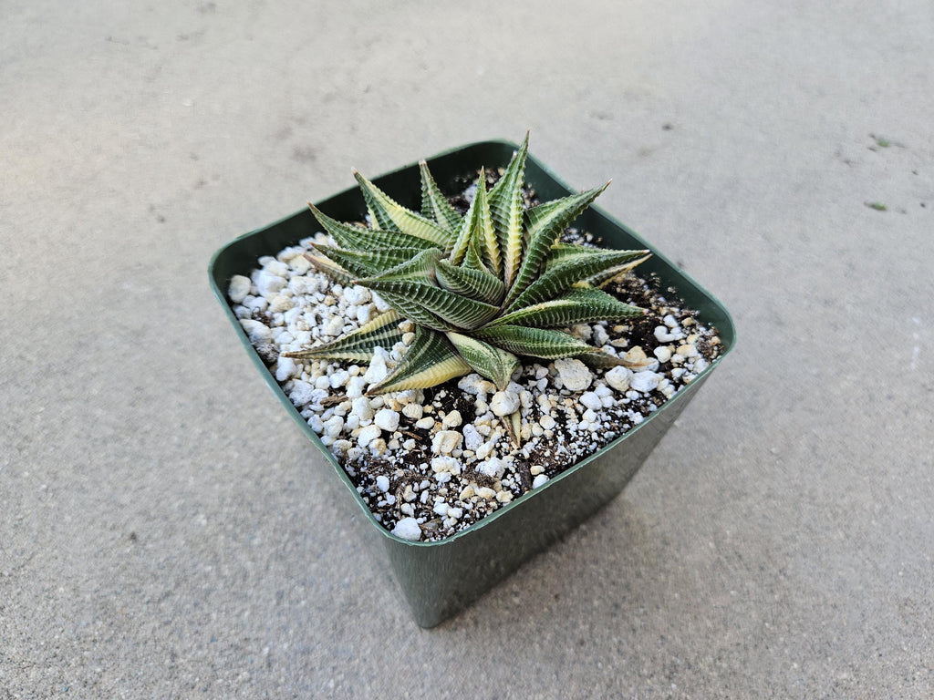 Haworthia Limifolia Variegated Hybrid - Rare - 4"