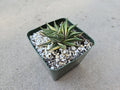 Haworthia Limifolia Variegated Hybrid - Rare - 4"
